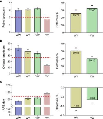 Genetic Basis of Sexual Maturation Heterosis: Insights From Ovary lncRNA and mRNA Repertoire in Chicken